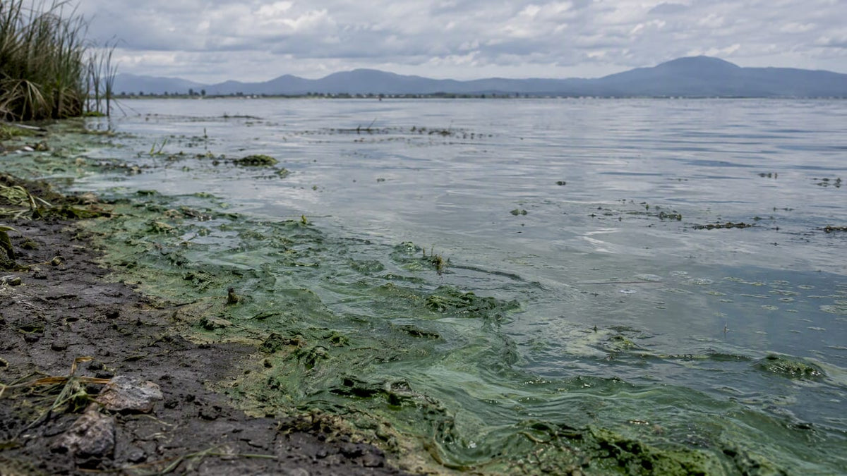Blauwgroene algen langs de oever van het Texcocomeer