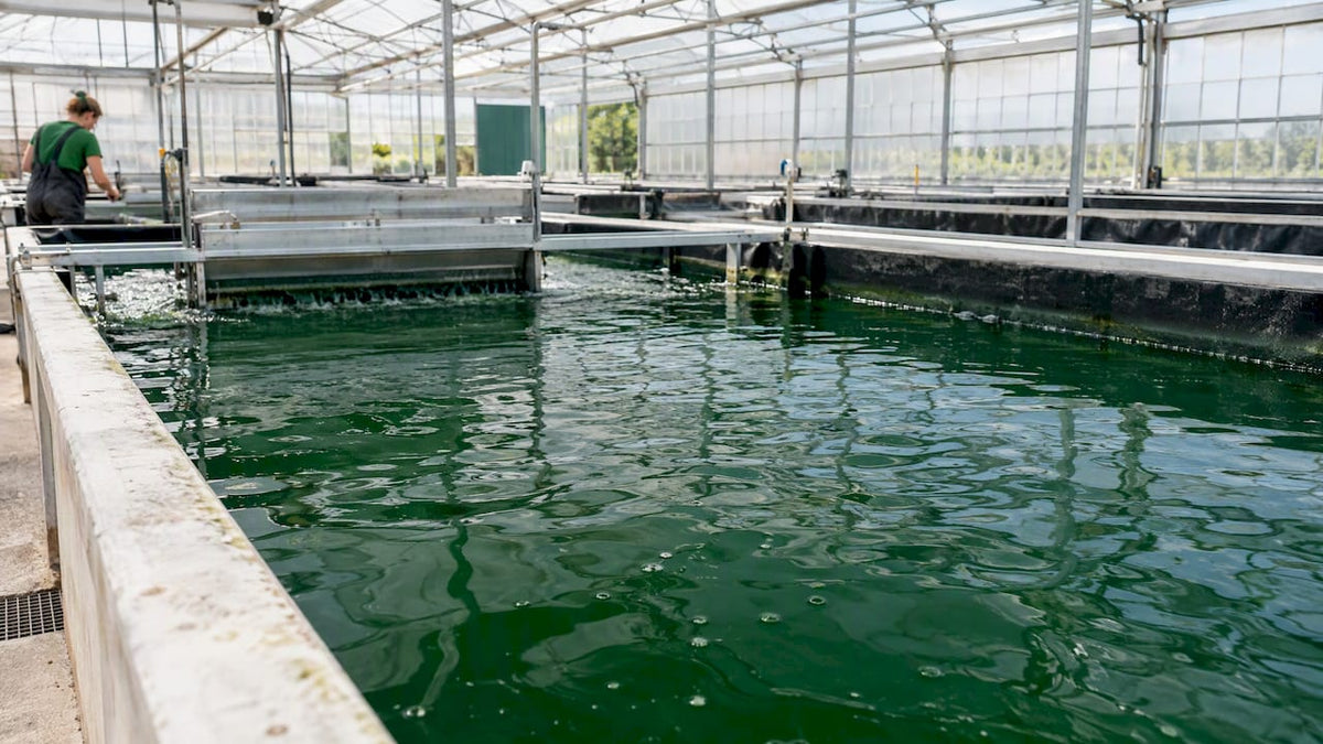 Spirulina wordt gekweekt in een Nederlandse kas