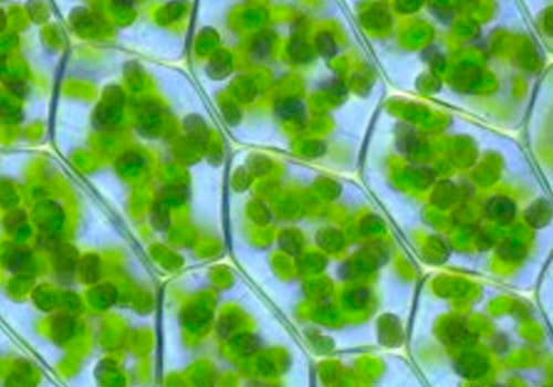 De Groene Revolutie - Ontdek de Kracht van Spirulina en Chlorofyl