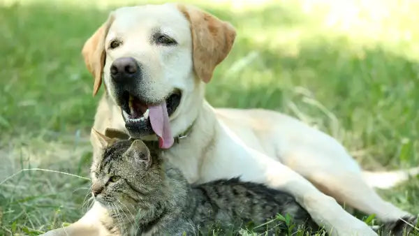Spirulina voor uw hond en kat