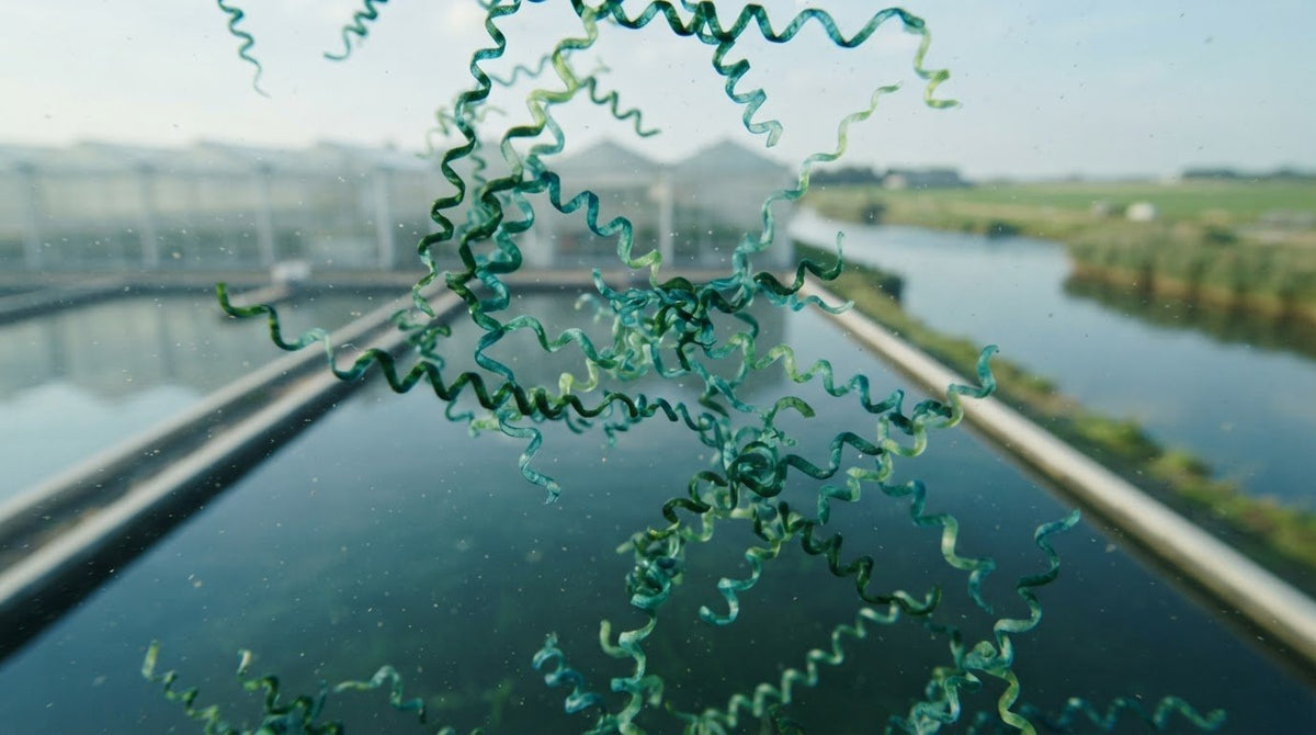 Wat is spirulina? Ontdek de blauwgroene microalg in 2026