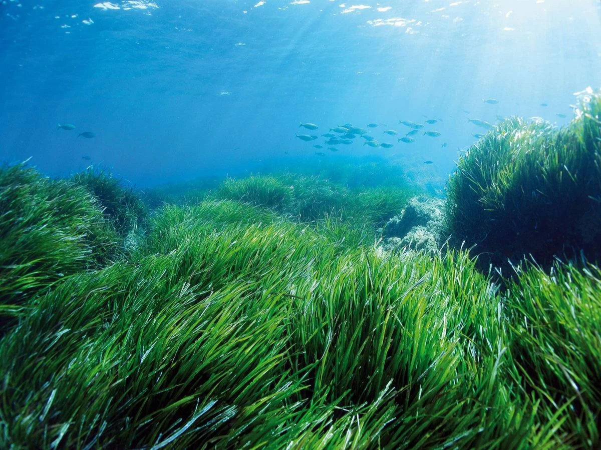 Spirulina banner homepage